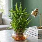Architectural Zen: The Tiered Lucky Bamboo