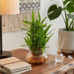 Architectural Zen: The Tiered Lucky Bamboo - Image 2
