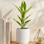 Refined Greenery: The Modern Bamboo Accent