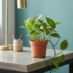 Lush Greenery: The Original Money Plant - Image 4
