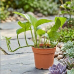 Lush Greenery: The Original Money Plant