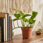 Lush Greenery: The Original Money Plant - Image 3