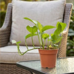 Lush Greenery: The Original Money Plant - Image 2