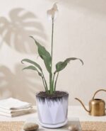 Peace Lily in Geometric Ceramic