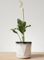 CD Premium | Monochrome Muse: Peace Lily in Geometric Ceramic - Image 2