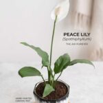 CD Premium | Monochrome Muse: Peace Lily in Geometric Ceramic - Image 4